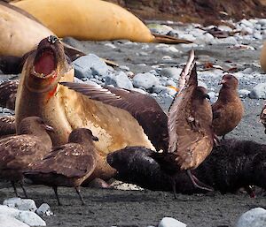 A new ele seal pup surrounded by skuas