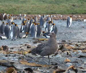 Skua in among the king penguin colony