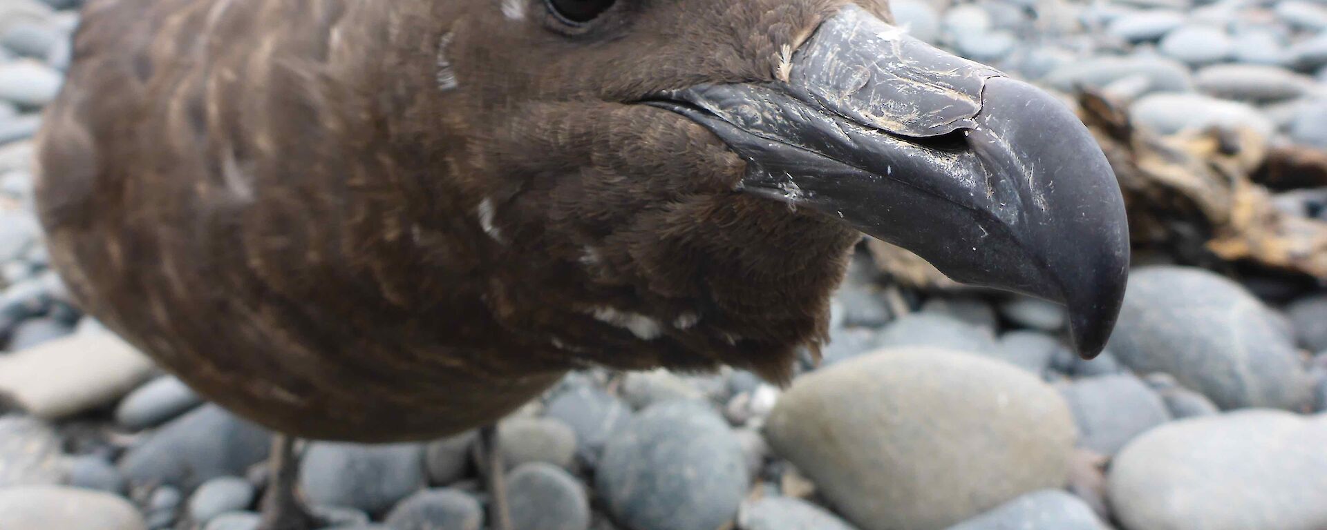Close shot of a skua from the front