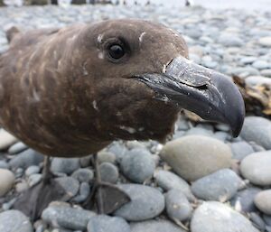 Close shot of a skua from the front