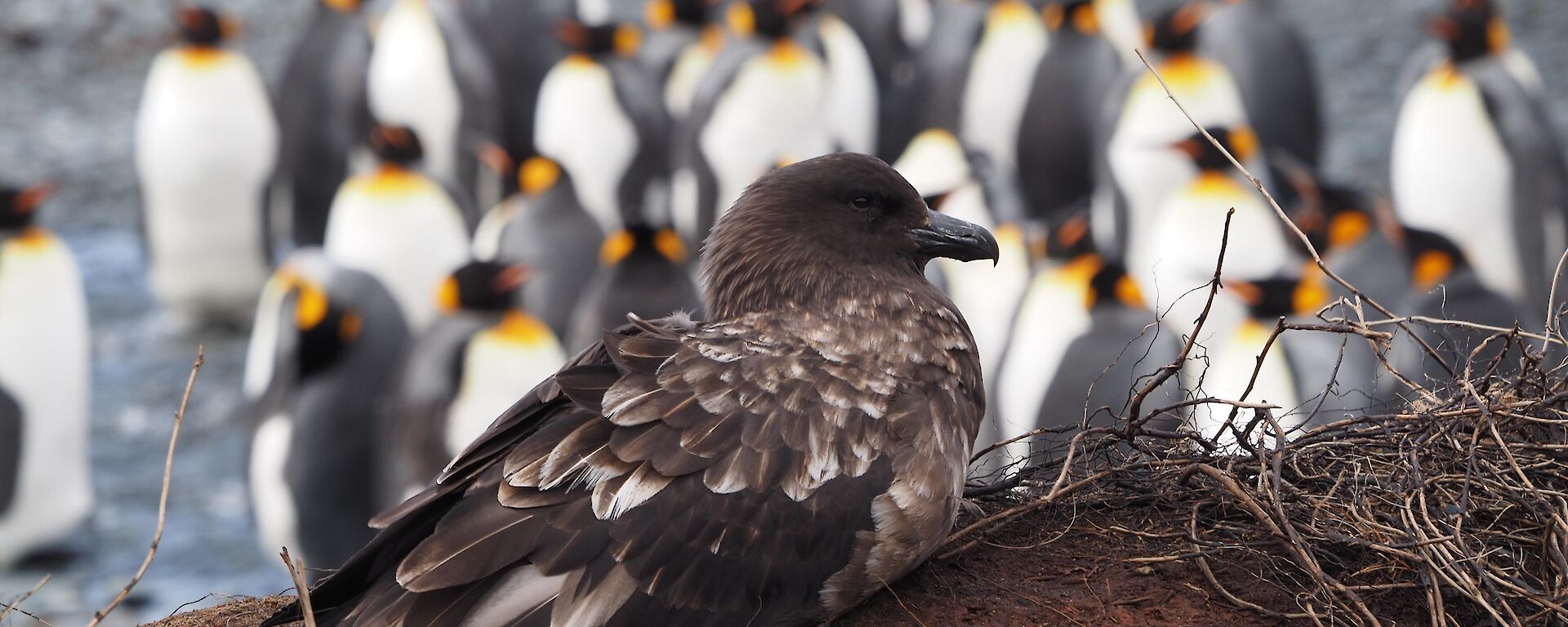 Skua keeping a watchful eye on the King penguins at Sandy Bay