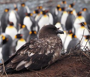 Skua keeping a watchful eye on the King penguins at Sandy Bay