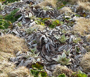 A few new leaves emerge from amongst the old Pluerophyllum crowns from last season. The dark green crinkled leaves of the Macquarie Island Cabbage provides a fresh contrast.