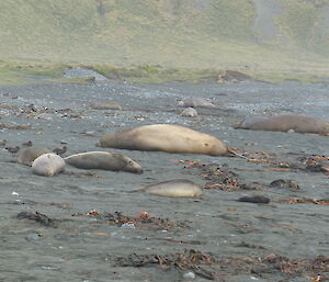 Close up of the elephant seals in the second photograph. The new born pup is the small black ball to the right of the nearest seal. There are 4 cows in this harem, the male Beachmaster rests close by with a watchful eye for challengers.