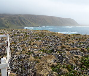 and Wireless Hill this week. Only subtle changes in the height of some of the Pluerophyllum hookerii — a few new leaves.