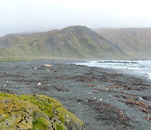 The second of the series. Elephants seals have changed positions, the numbers have increased a little. There are a few more cows on the beach. Can you see the new borne pup in the middle distance?