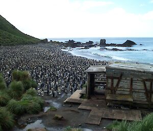 The hut with a full King colony surrounding it in 2003