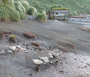 The footprint of the old hut still visible in the front of the picture — current Sandy Bay hut in rear. Photo taken in 2003