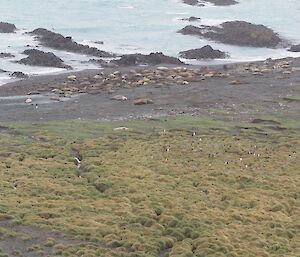 The same harem a week later on September 22. By last Sunday there were over 180 females in this group.