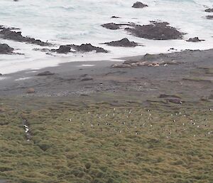 Our first harem forming on the beach September 15