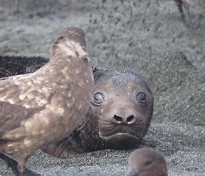 A pup eyes a skua