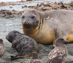 Mother watches over new pup, keeping those skuas at bay