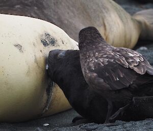 Pup feeding with skua trying to get some milk