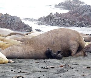Beachmaster taking control of a female — doesn’t even notice the pup there!