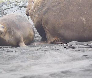 female elephant seal being watched over by large male