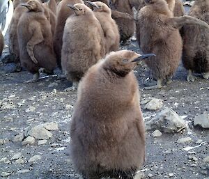 King Penguin chick