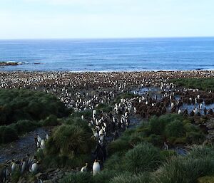 penguins on the beach on approach