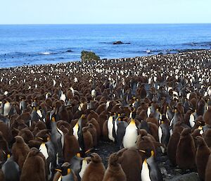The beach full of penguins