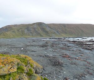 The beach west of Clean air lab this week. The harem has moved down the beach, just out of view. A single lone bull remains at the original site