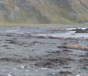 Zoom in a bit closer and the harem is easier to see — now with a few more cows. Newborn pups are amongst the adults