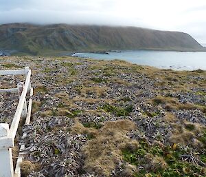 Wireless Hill vegetation — not much change apparent again but zoom in close and…