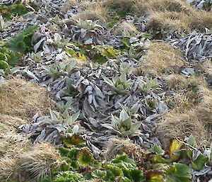 …and you can see the silver grey leaves of the crowns of the Pluerophyllum hookeri gradually increase in length!