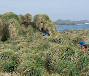 Two men searching tussock for northern giant petrel nests