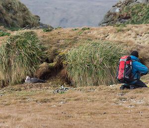 A man mapping the location of a northern giant petrel nest