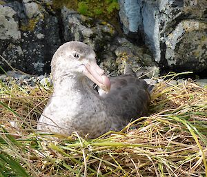 Northern giant petrel on nest