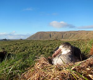 Northern giant petrel on nest