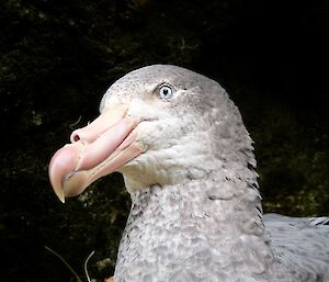 Close up of northern giant petrel