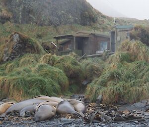 Green Gorge hut with elephant seals in foreground