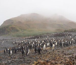 Looking back at the hut from the far side of the GG king penguin colony