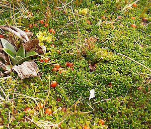 A picture of some red berries among the green vegetation which are quite elusive