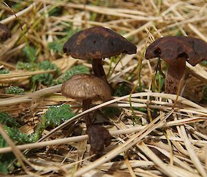 Dark brown local mushrooms springing up in the grasses