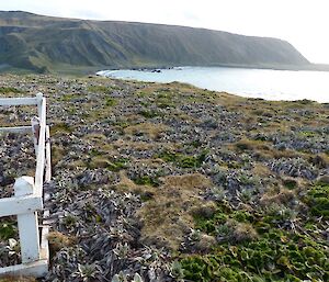 A picture of the plant Pleurophyllum on Wireless Hill showing signs of growth