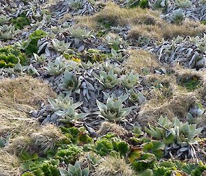 A close up picture of the plant Pluerophyllum, showing that it has almost doubled in size from the cluster of seemingly dead leaves of a month ago.