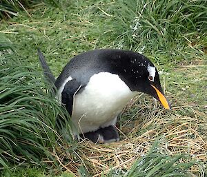 A gentoo penguin with two chicks peeking out from underneath her.