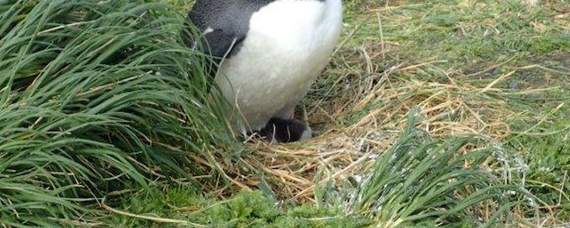 A gentoo penguin sitting on chicks just in view in the vegetation