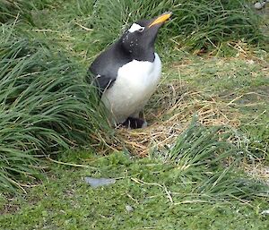 A gentoo penguin sitting on chicks just in view in the vegetation