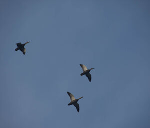 Three ducks flying in the sky in an arrow formation