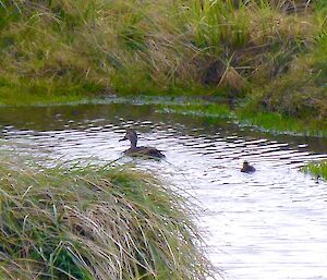 An adult with its duckling swimming in the water