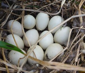 Eleven duck eggs in a nest made of dry vegetation