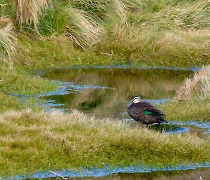 A pacific adult black duck standing near a pond