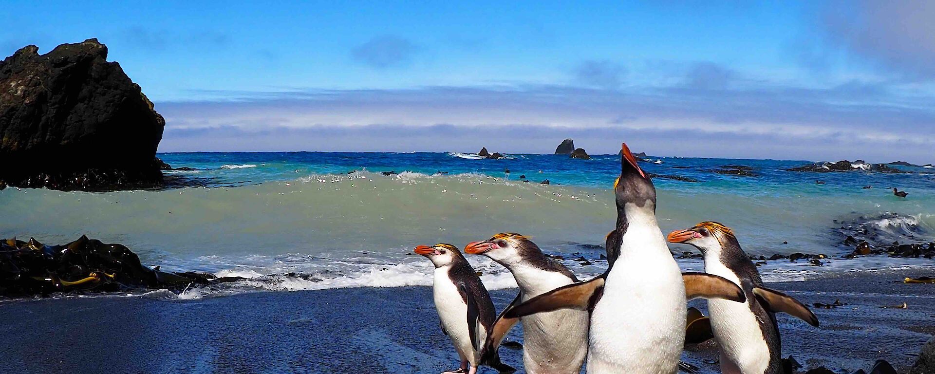 Royal penguins standing on the beach in the sunshine