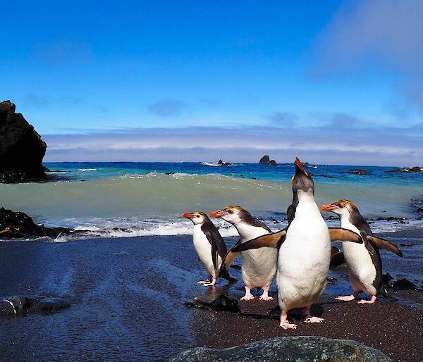 Royal penguins standing on the beach in the sunshine