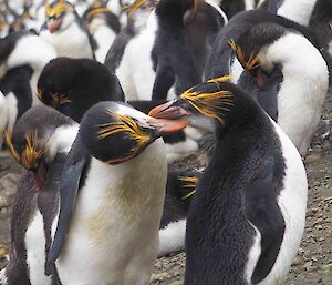 two royal penguins with their beaksclose together as part of the courting ritual