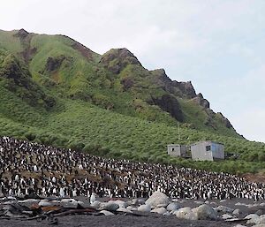 Hurd Point royal penguin colony with the hut in the background