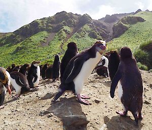 Hurd Point royal penguins looking at eachother and socialising