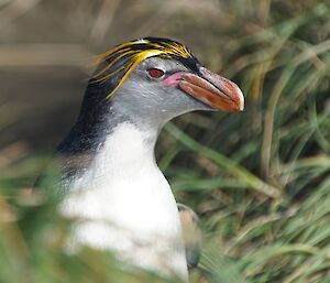 A close up of a royal penguin showing their distinctive colouring.